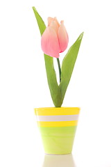 Image showing flower in pot