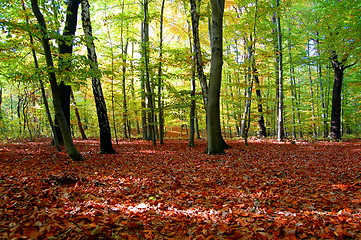 Image showing forest and garden with golden leaves at fall