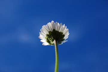 Image showing daisy under blue sky