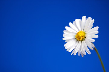 Image showing daisy under blue spring sky