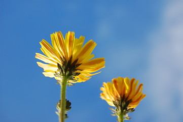 Image showing flower under blue summer sky