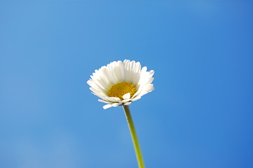 Image showing daisy under blue spring sky