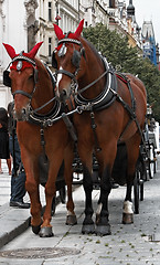 Image showing Horses in Prague