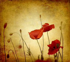 Image showing vintage poppies background