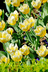 Image showing Yellow tulips