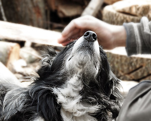Image showing Hand caressing dog