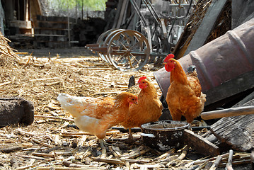 Image showing Hens in rustic farm yard