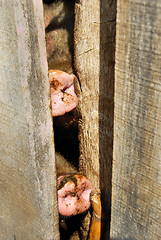 Image showing Pig dirty noses