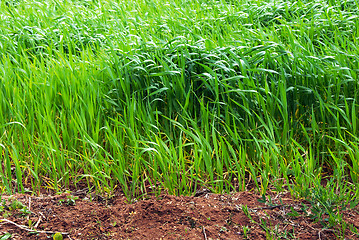 Image showing Growing wheat field