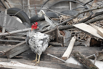 Image showing Hen between trash on farm yard
