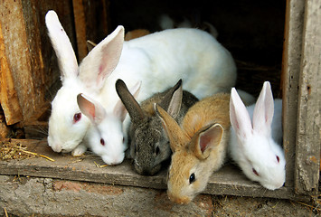 Image showing Bunny Rabbits family