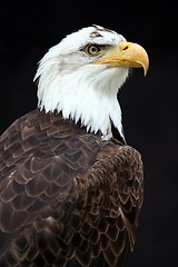 Image showing American bald eagle