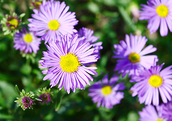 Image showing  Blue flowers 