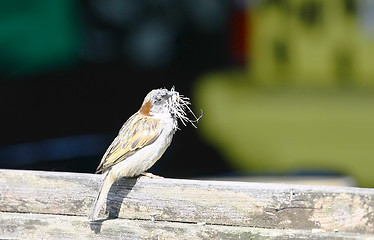 Image showing Sparrow