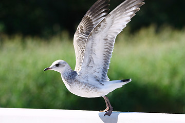 Image showing Flying Up Seagull 