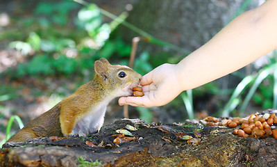 Image showing Red Squirrel Eating Peanuts From Child Hand