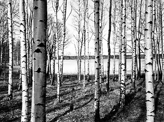 Image showing Birch trees