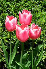 Image showing 4 pink tulips-1