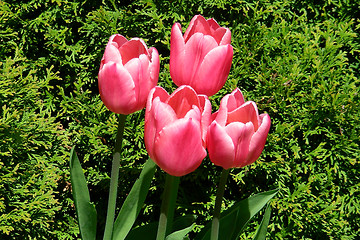 Image showing 4 pink tulips-2