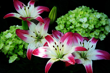 Image showing easter lillies-1