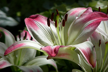 Image showing easter lillies-2