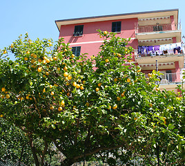 Image showing Italy. Cinque Terre. Pink house in Riomaggiore village 