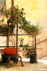 Image showing Italy. Tree and flowers against the yellow wall