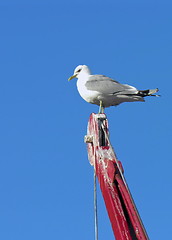 Image showing Nordic saagull on a crane