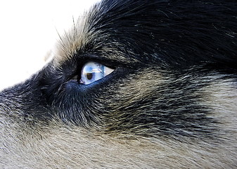 Image showing Artic wolfhound dog eye