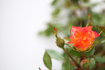 Image showing Yellow and Pink Rose