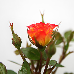 Image showing Yellow and Pink Rose