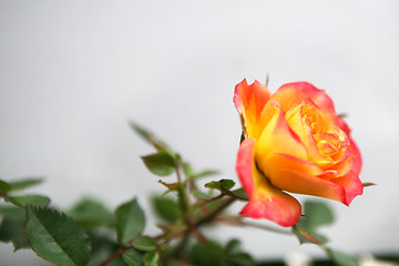 Image showing Yellow and Pink Rose