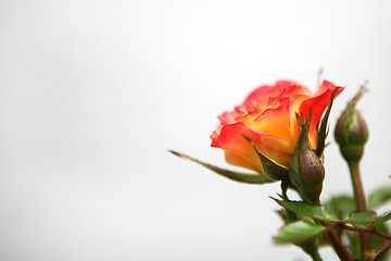 Image showing Yellow and Pink Rose