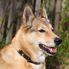Image showing A dog in a good mood