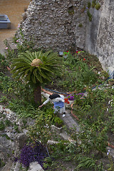 Image showing Nun picking flowers