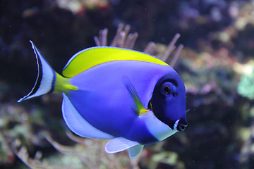 Image showing exotic blue fish 