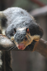 Image showing exotic squirrel