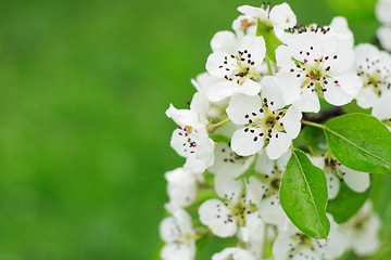 Image showing white spring flowers