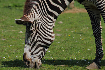 Image showing zebra head