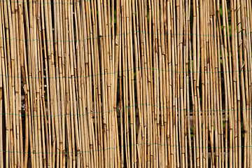 Image showing bamboo background