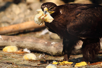 Image showing eagle is eating