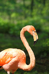 Image showing flamingo bird