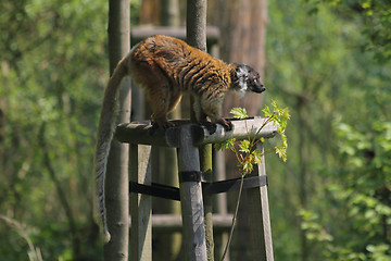 Image showing lemur monkey 