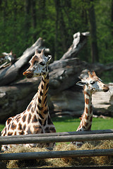 Image showing two giraffes 