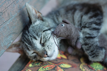 Image showing cat and the mouse toy