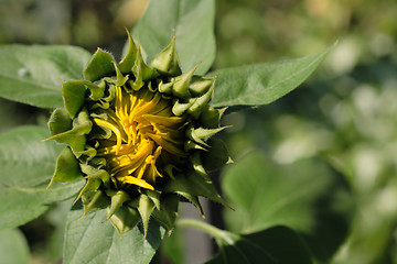 Image showing nature background with nice spring sunflower