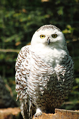 Image showing nice owl