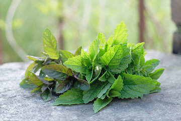 Image showing mint background 