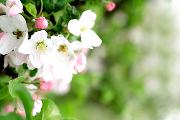 Image showing white spring flowers