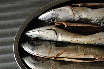 Image showing macrela fishes